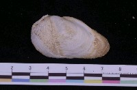 藏品(鎌倉鷗蛤)的圖片